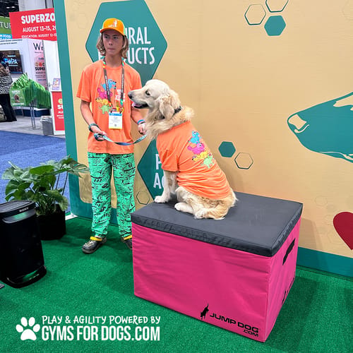 Jump Dog - Indoor Play & Train preview 25