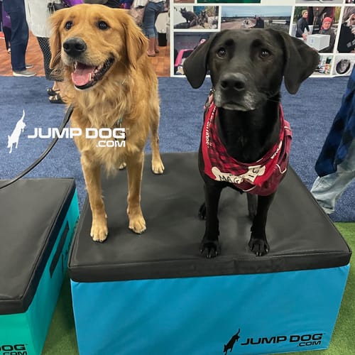 Jump Dog - Indoor Play & Train preview 33