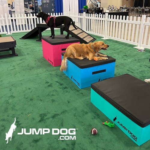 Jump Dog - Indoor Play & Train preview 41