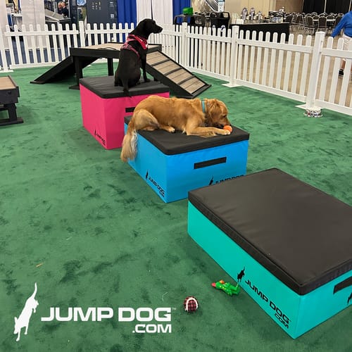 Jump Dog - Indoor Play & Train preview 42