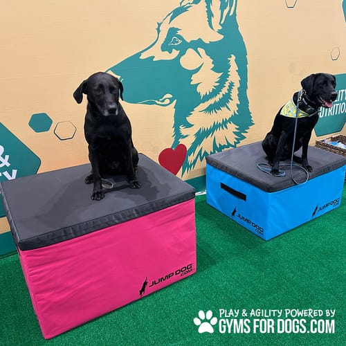 Jump Dog - Indoor Play & Train preview 49