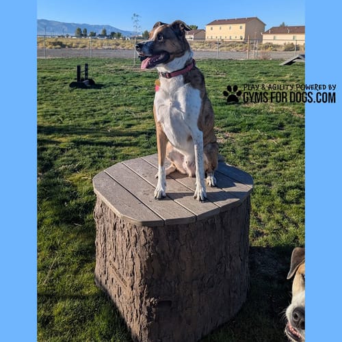 Jump Dog Jumping Stumps preview 3