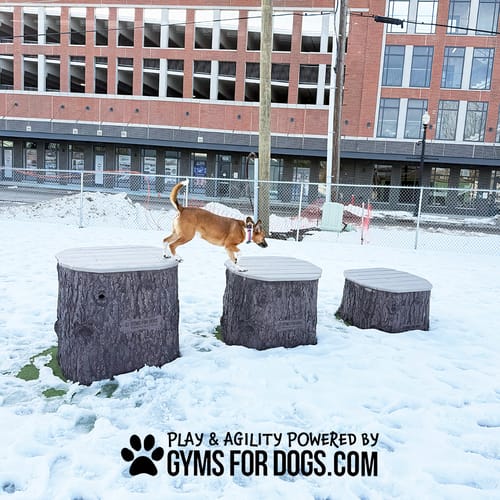 Jump Dog Jumping Stumps preview 14