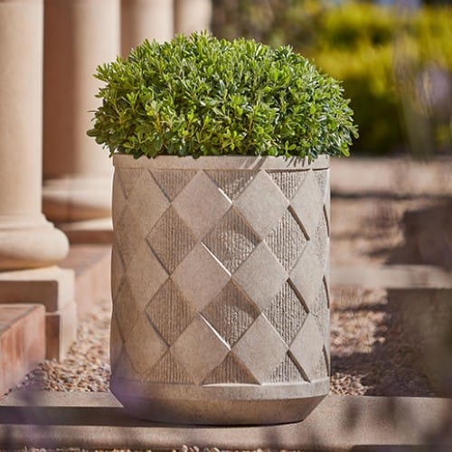 Dama Planter X Roger Thomas preview 4