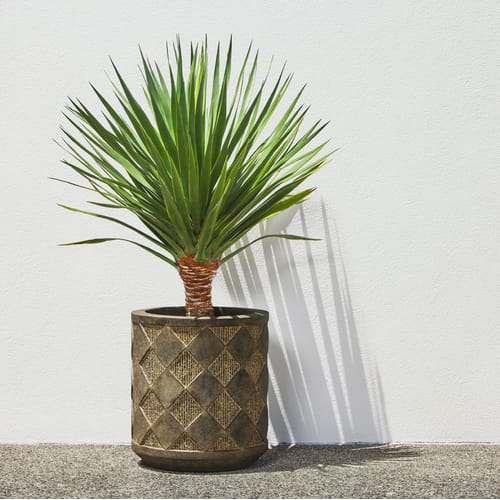 Dama Planter X Roger Thomas preview 5