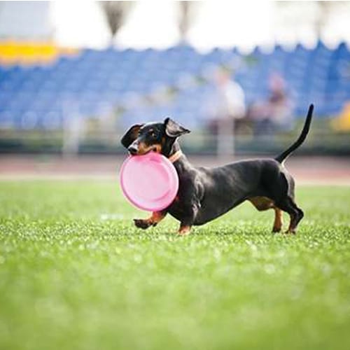 Pup Turf