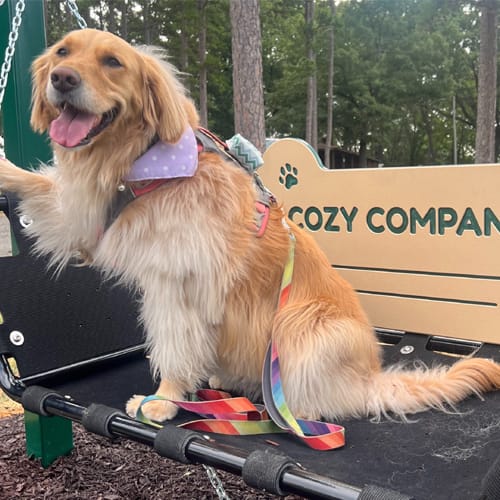 Cozy Companion (BARK-451) preview 4