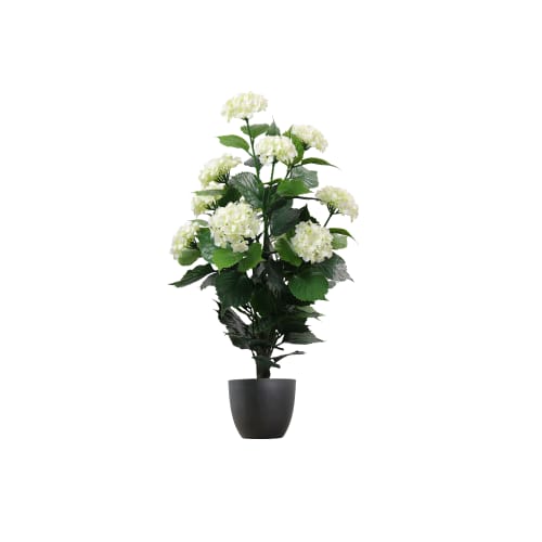 Hydrangea UV-IFR preview 2