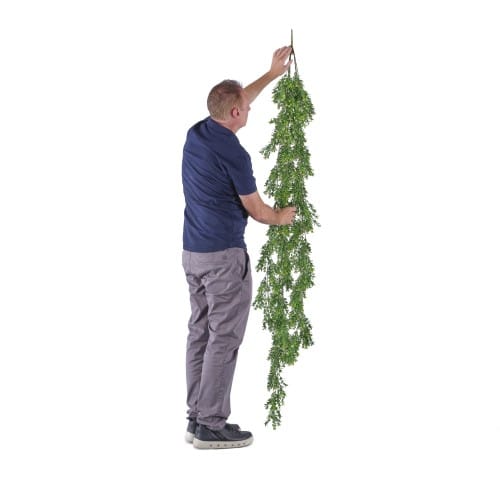 Trailing Buxus preview 4