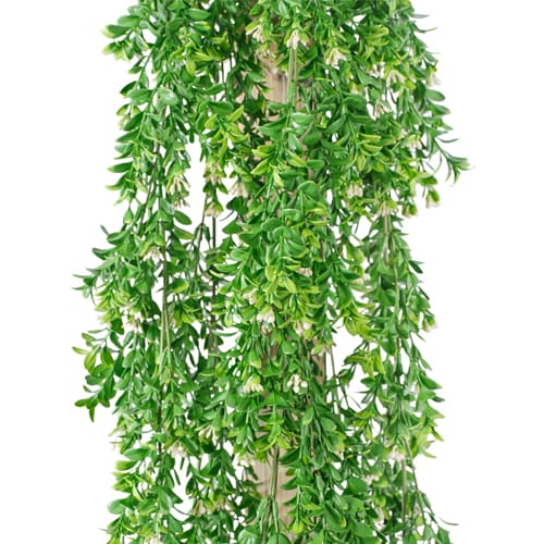 Trailing Buxus