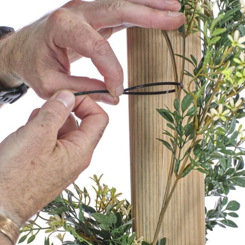 Trailing Jasmine preview 10