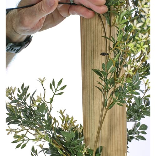 Trailing Jasmine preview 3