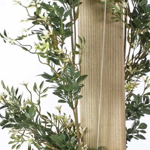 Trailing Jasmine preview 12