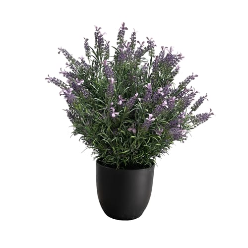 French Lavender UV-IFR preview 4
