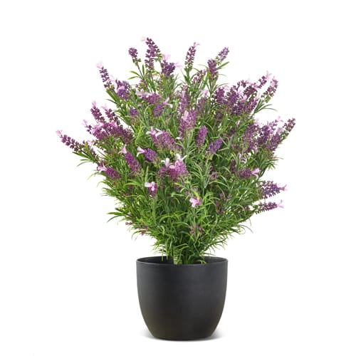 French Lavender UV-IFR