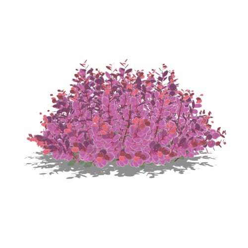 Sunjoy® Mini Maroon® - Berberis thunbergii