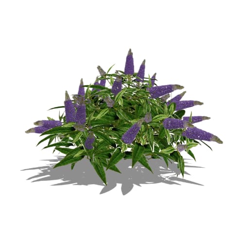 Pugster Blue® - Buddleia