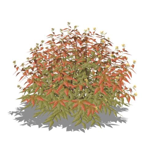 Kodiak® Orange - Diervilla