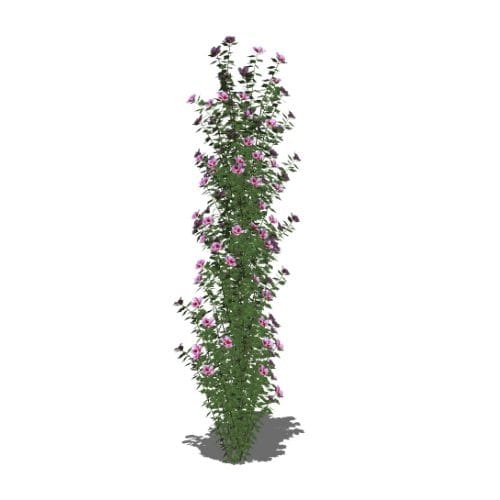Purple Pillar® - Hibiscus syriacus
