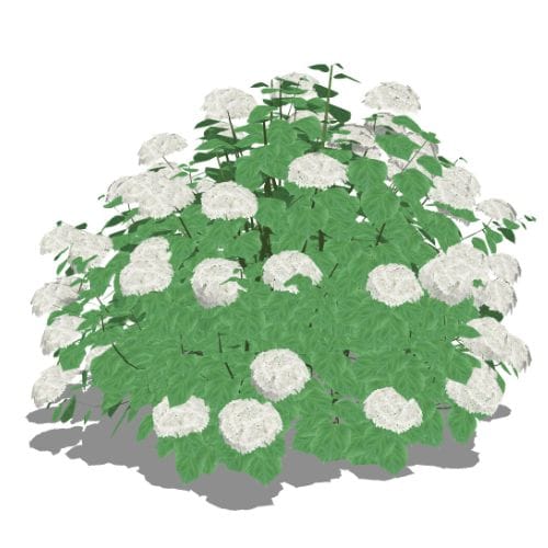 Incrediball® - Hydrangea arborescens
