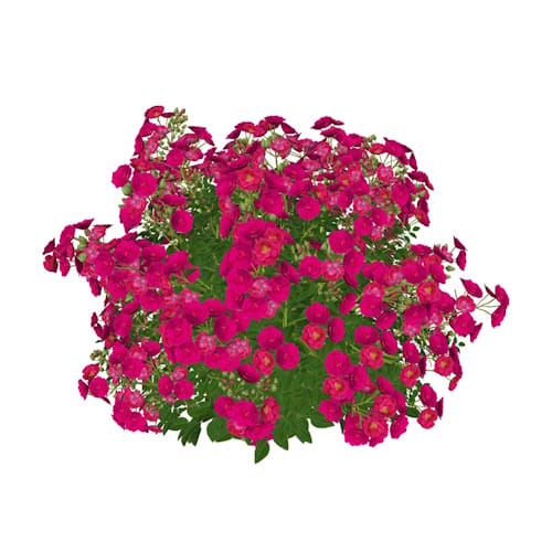 Oso Easy Peasy® - Rosa
