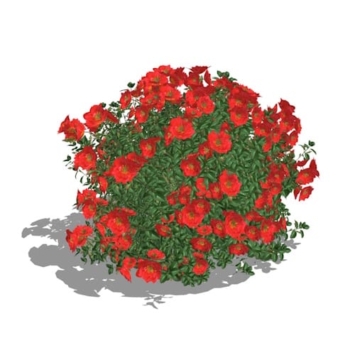 Oso Easy Urban Legend® - Rosa