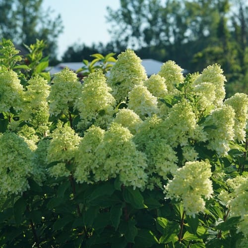 Limelight Prime® - Hydrangea paniculata preview 2