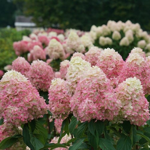 Limelight Prime® - Hydrangea paniculata preview 3