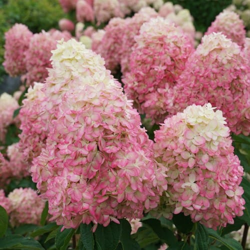 Limelight Prime® - Hydrangea paniculata preview 4