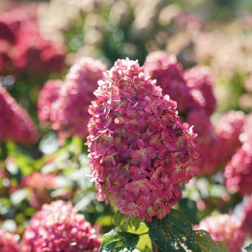 Limelight Prime® - Hydrangea paniculata preview 5