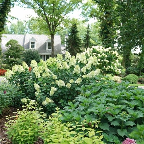 Limelight Prime® - Hydrangea paniculata preview 6