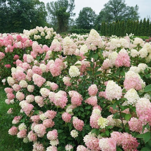 Limelight Prime® - Hydrangea paniculata preview 7