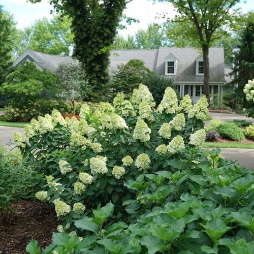 Limelight Prime® - Hydrangea paniculata