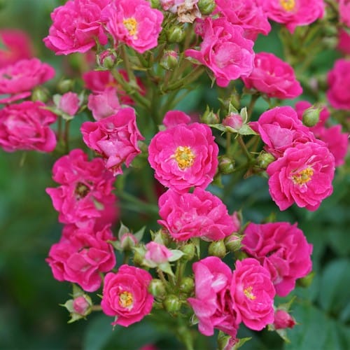 Oso Easy Peasy® - Rosa