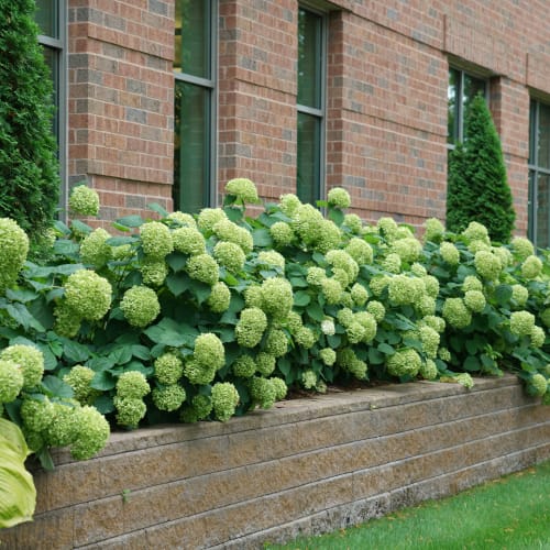Incrediball® - Hydrangea arborescens preview 2