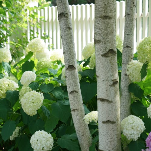 Incrediball® - Hydrangea arborescens preview 3