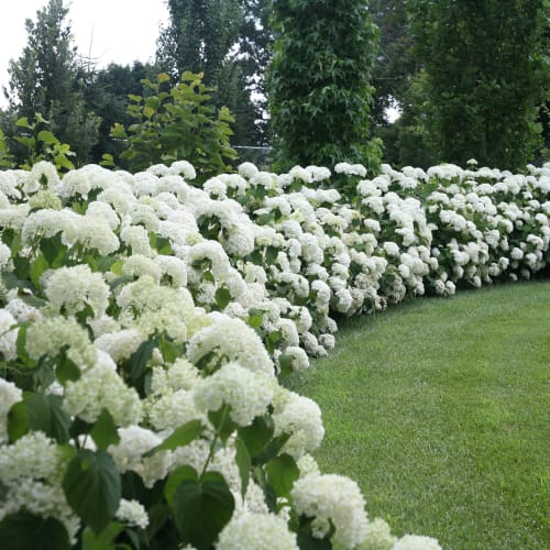 Incrediball® - Hydrangea arborescens preview 4