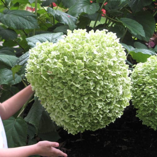 Incrediball® - Hydrangea arborescens preview 5