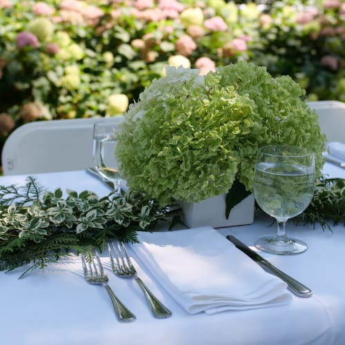 Incrediball® - Hydrangea arborescens preview 7