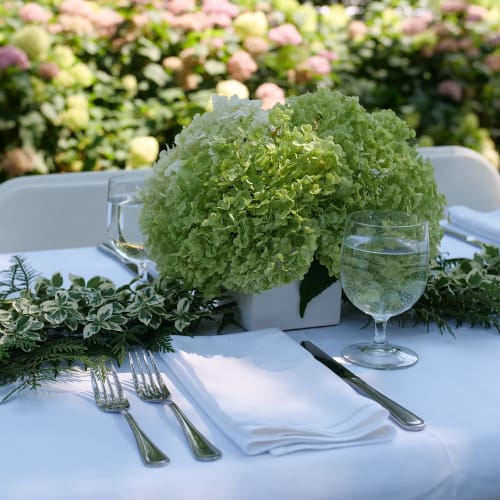 Incrediball® - Hydrangea arborescens