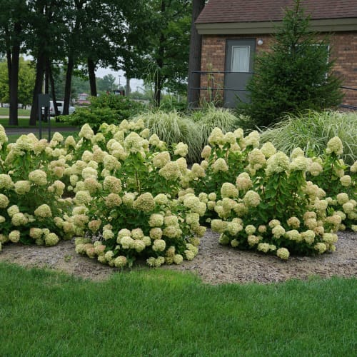 Little Lime® - Hydrangea paniculata preview 1