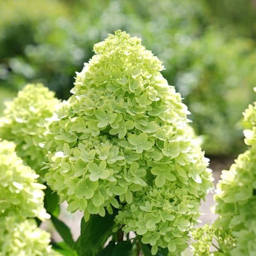 Little Lime® - Hydrangea paniculata preview 2