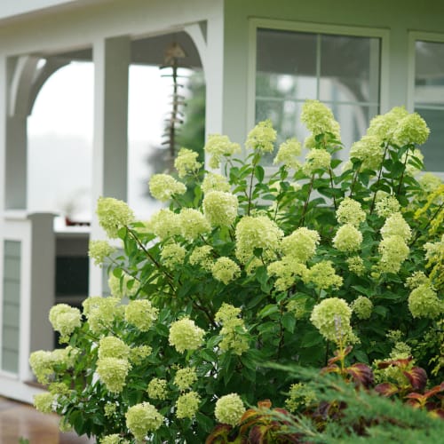 Little Lime® - Hydrangea paniculata preview 3