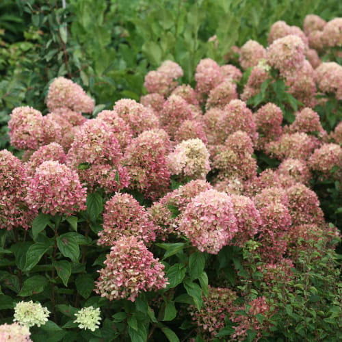 Little Lime® - Hydrangea paniculata preview 4