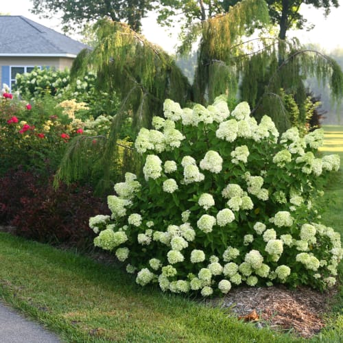 Little Lime® - Hydrangea paniculata preview 5