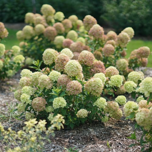 Little Lime® - Hydrangea paniculata
