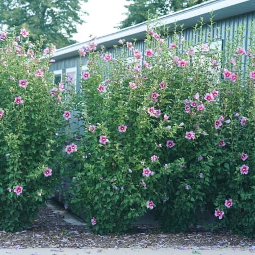 Purple Pillar® - Hibiscus syriacus  preview 1