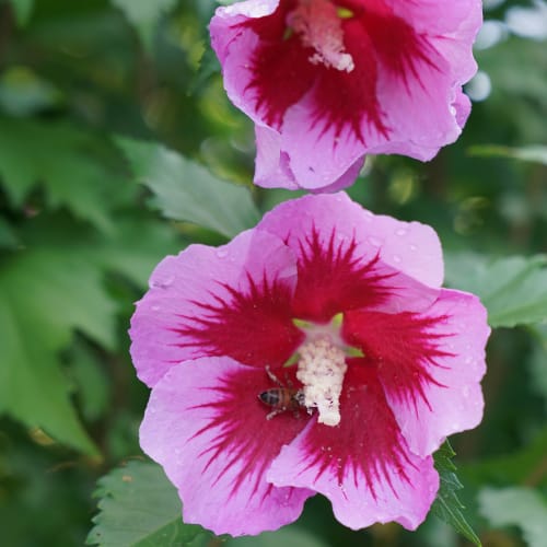 Purple Pillar® - Hibiscus syriacus  preview 2