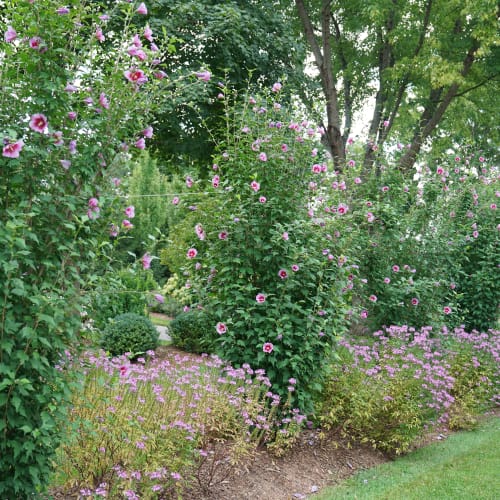Purple Pillar® - Hibiscus syriacus  preview 3