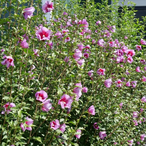Purple Pillar® - Hibiscus syriacus 